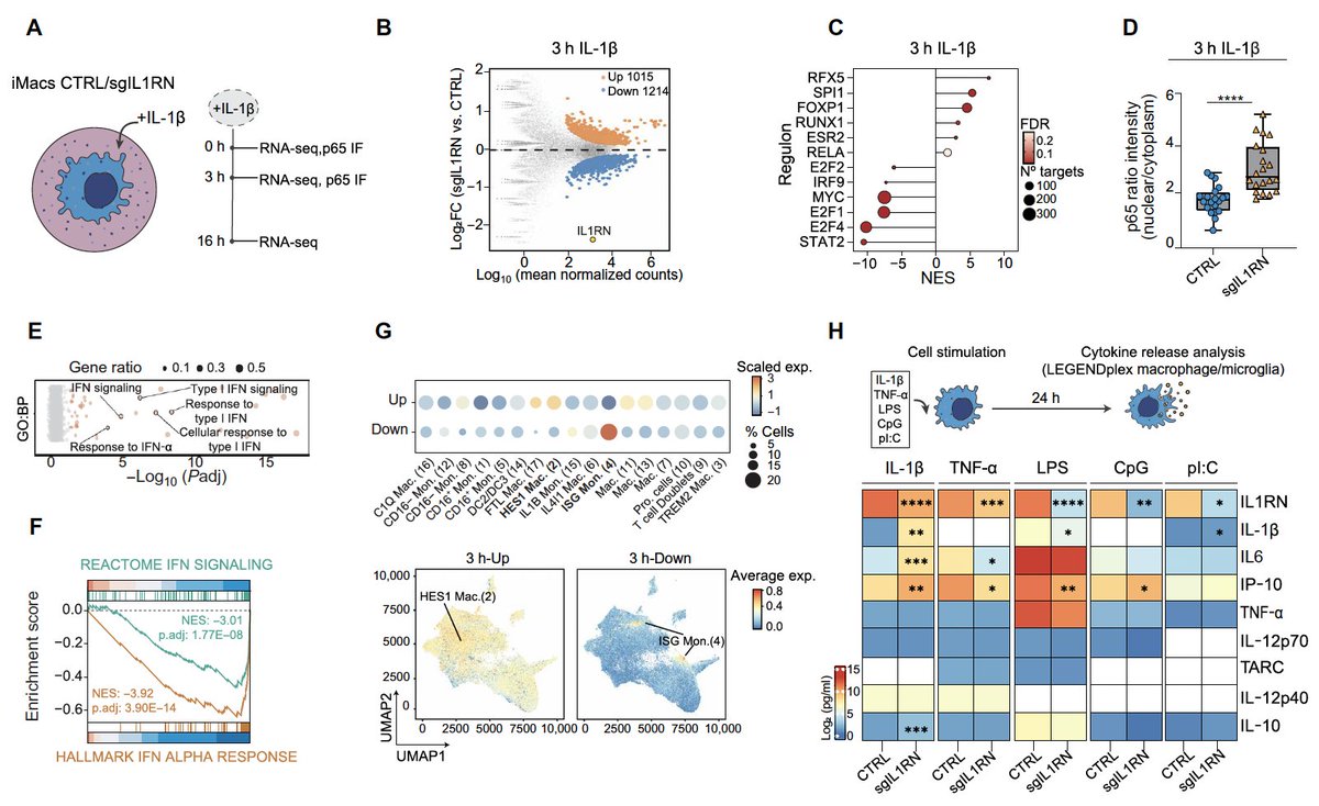JL_Sardina_Lab (@josel_sardina) on Twitter photo 1/ Can we control how cells sense external stimuli by modulating their epigenetic states? 🧬🧪
Our latest study shows that targeted DNA methylation editing can shape cell fate & inflammatory responses in immune cells-now out in <a href="/ScienceAdvances/">Science Advances</a>! 👇
science.org/doi/10.1126/sc…
🧵: 1/ Can we control how cells sense external stimuli by modulating their epigenetic states? 🧬🧪
Our latest study shows that targeted DNA methylation editing can shape cell fate & inflammatory responses in immune cells-now out in <a href="/ScienceAdvances/">Science Advances</a>! 👇
science.org/doi/10.1126/sc…
🧵: