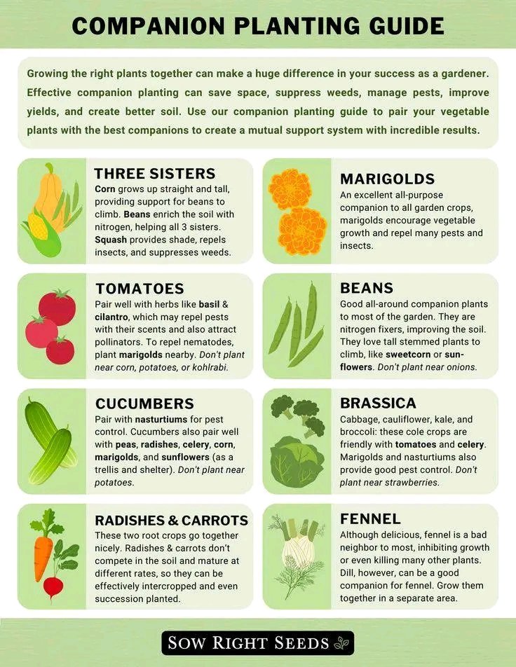 AimePatrickIra1's tweet image. Tired of garden pests and poor yields? 🐛❌ The solution might be simpler than you think! Strategic companion planting can naturally repel pests, improve soil health and boost harvests. Your plants want to help each other—let them! #OrganicGardening #NaturalPestControl
#GardenTip