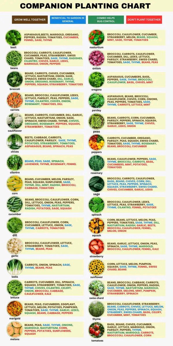 AimePatrickIra1's tweet image. Tired of garden pests and poor yields? 🐛❌ The solution might be simpler than you think! Strategic companion planting can naturally repel pests, improve soil health and boost harvests. Your plants want to help each other—let them! #OrganicGardening #NaturalPestControl
#GardenTip