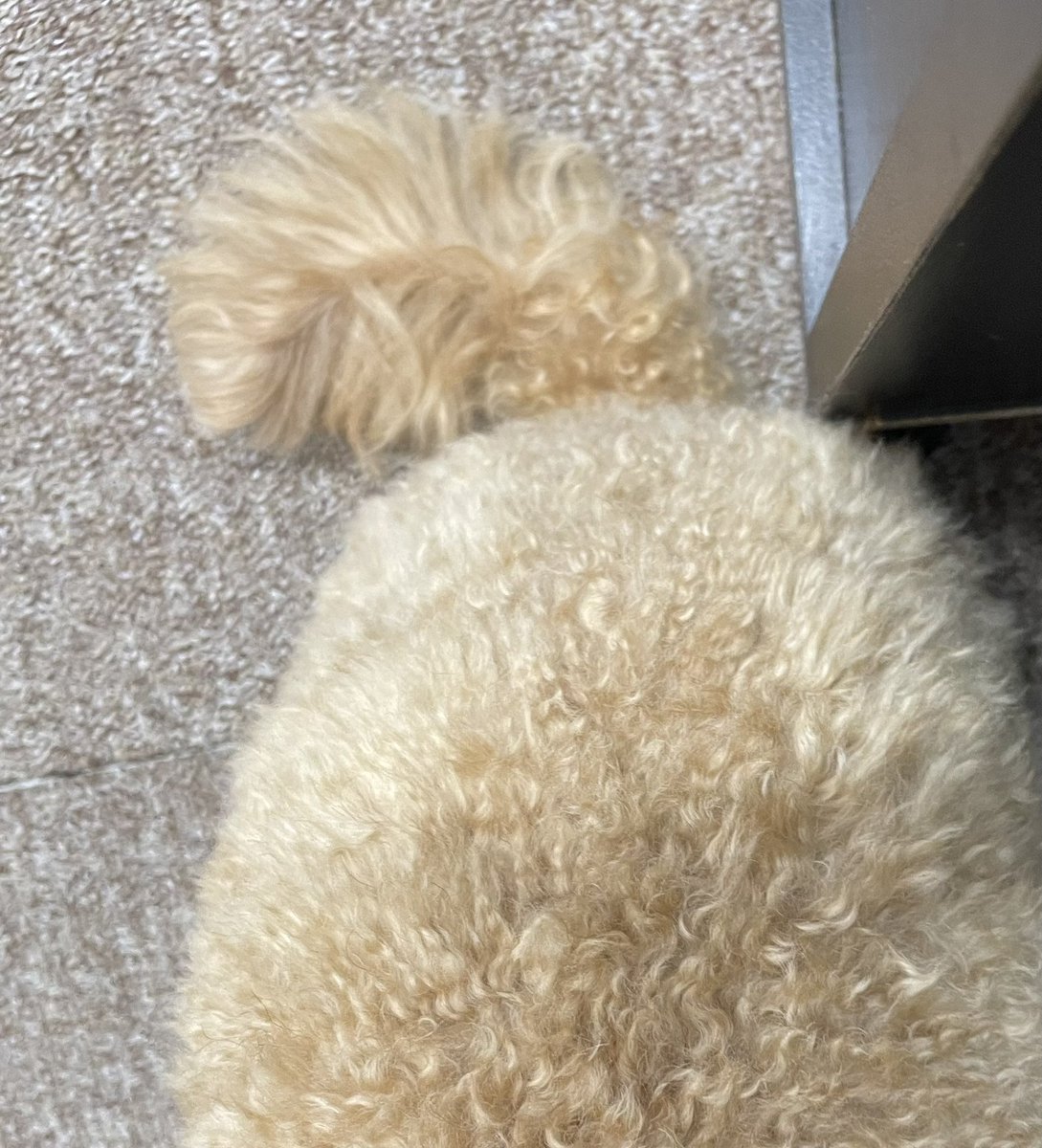 21_scanner's tweet image. 明日看板犬モコ様はトリミング🐶✨✂️
湿気でモサモサしていらしたので、尻尾のお写真だけ🫣
(なんでこの写真撮ったんだろうか…)