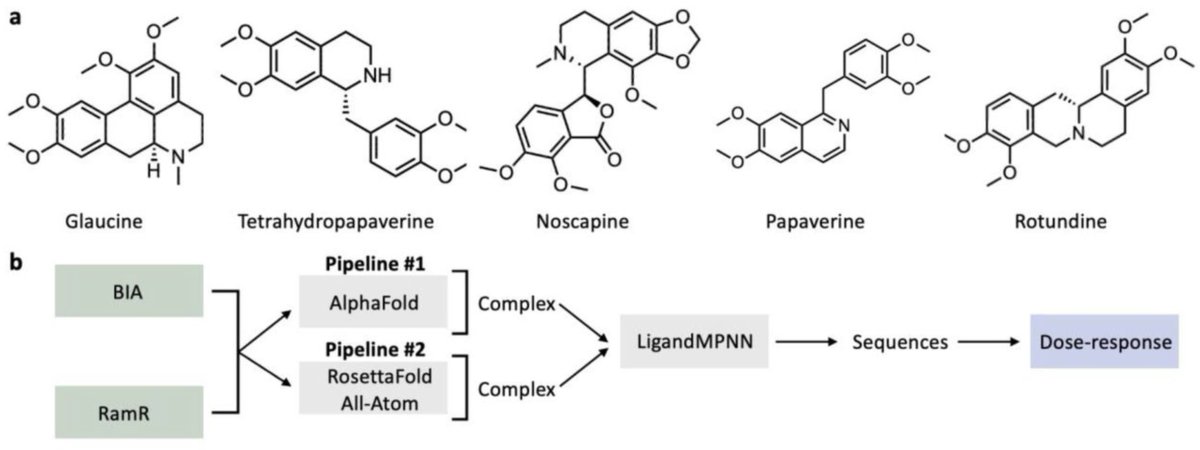 "there was little overlap between the substitutions found by directed evolution of the RamR transcription factor and those predicted by ML-based tools. 
ML-designed protein variants tested proved not to be functional."