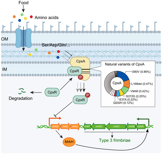 A new mLife publication by <a href="/LiangTao_WU/">Liang Tao</a> reveals that polymorphism in the sensor  CpxA regulates the amino acid responses in K. pneumoniae, resulting in varied gut colonization abilities of the bacteria via regulation of the type 3 fimbriae. <a href="/wileymicrobio/">Wiley Microbiology</a> doi.org/10.1002/mlf2.7…