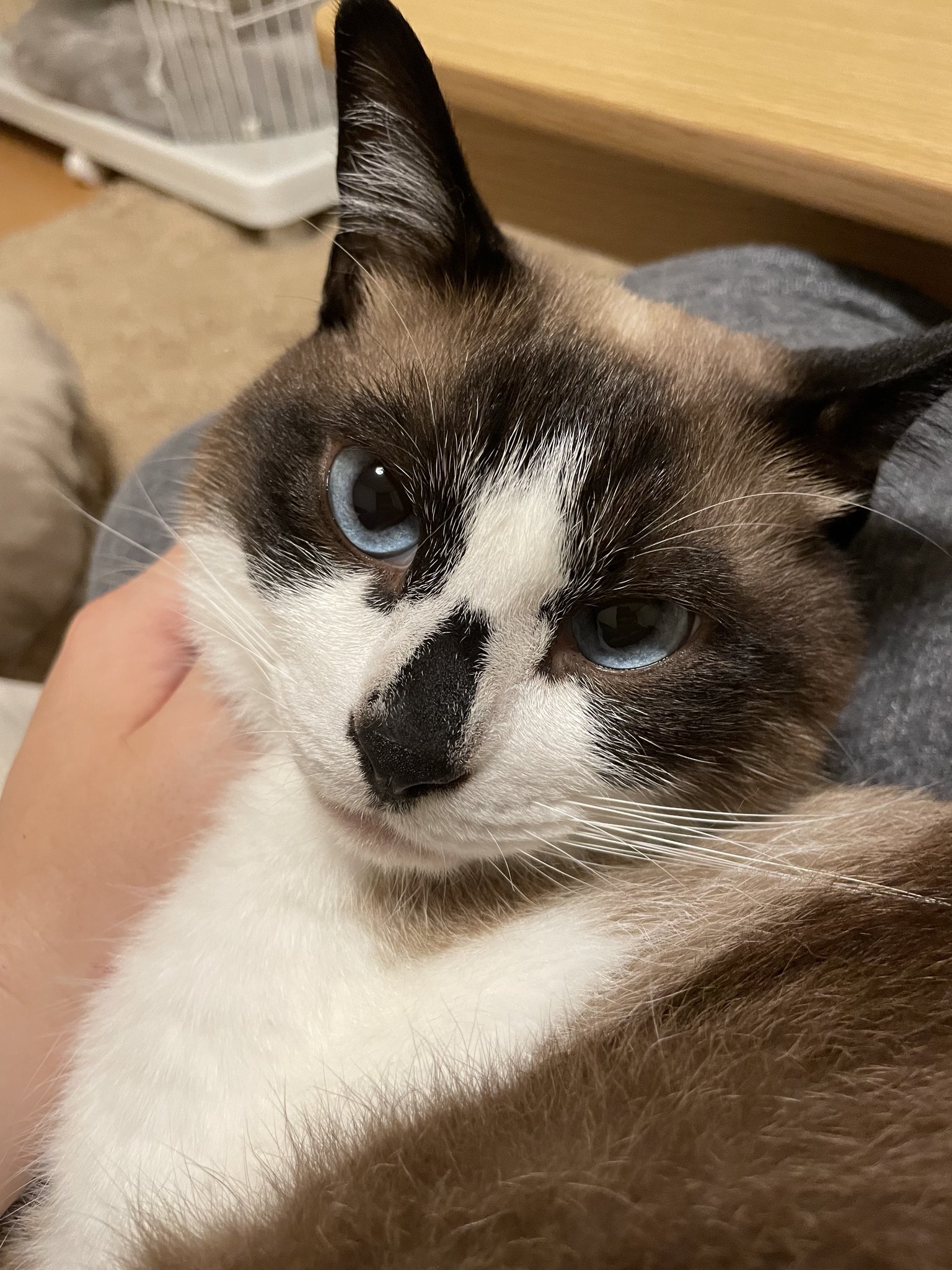 猫むすび むすび と つむぎ on X: 