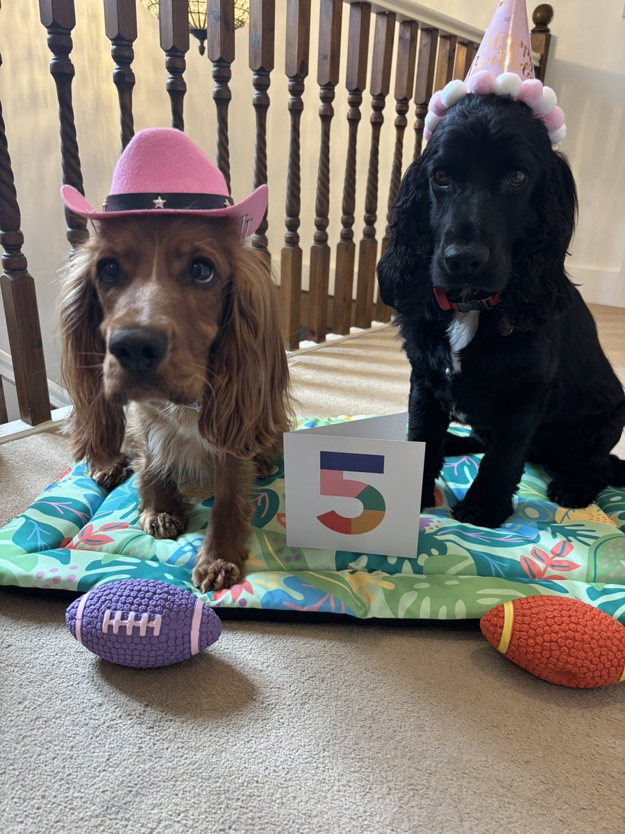 doggiemax7's tweet photo. It’s my BIRTHDAY 🎊🎊… I’m
5! Mummy says i’m a middle-aged man in dog ears😱
We’re having a party later. I’ve already got my gifts. 🏉 .. even though it doesn’t show it on my face, I am excited, honest🤔 MAX THE NOT SO BABY DOG 🐕‍🦺 https://t.co/g708hWbWtj