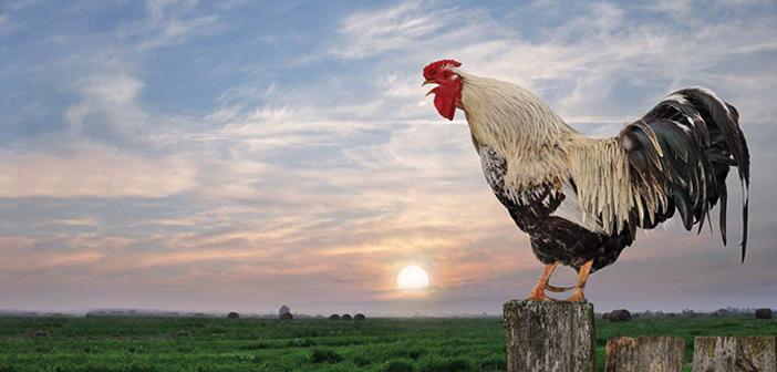 Rasûlullah ﷺ şöyle buyurdu: 

“Horoza sövmeyin! Zira o, namaz için uyandırır.”

 (Ebû Dâvûd, Edeb, 105)