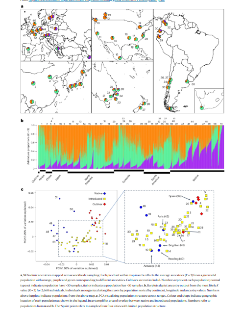 MonashBiol's tweet image. Do biological invaders encounter genetic bottlenecks that constrain adaptation? Paul Battley and colleagues find that introduced populations encompass high levels of genetic variation with little evidence of bottlenecks. nature.com/articles/s41...