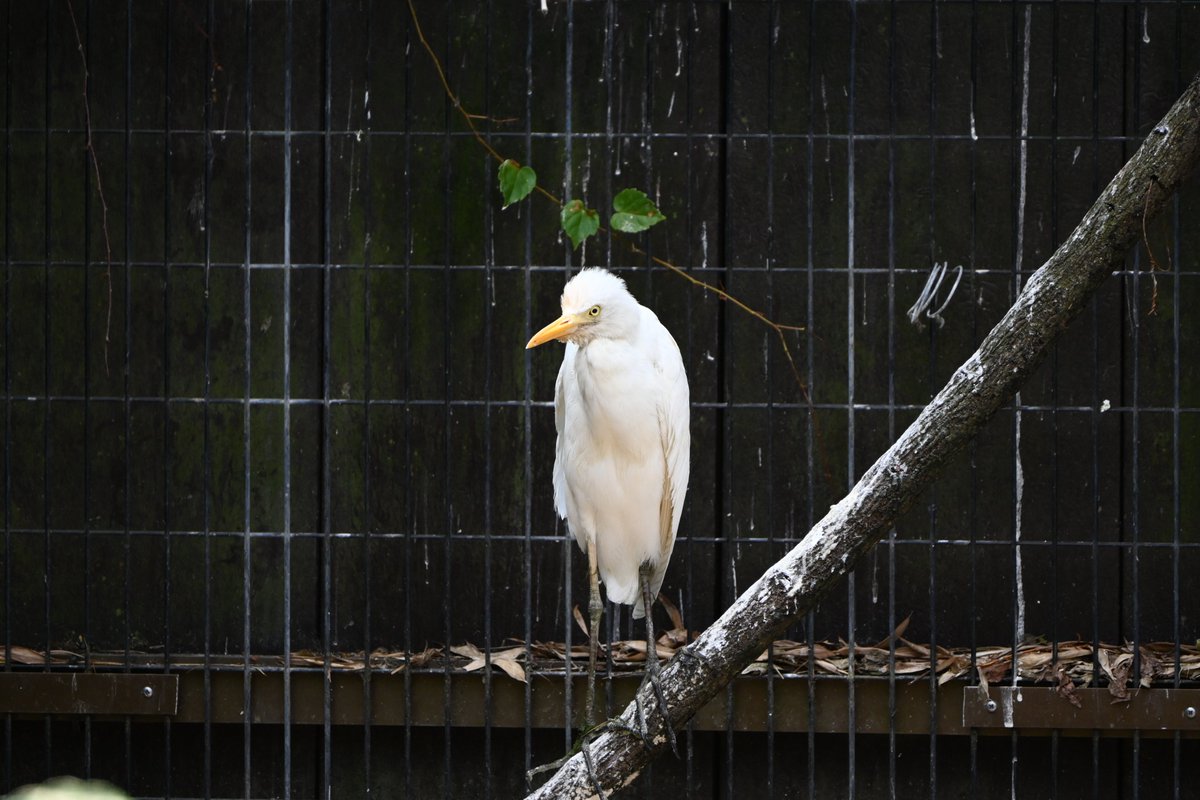 KochicityZoo's tweet image. アマサギが新しく仲間入り。右翼の開放骨折で保護された個体で野生復帰は困難ですが、処置後元気になったためバードハウスで飼育することになりました。
今はまだ白っぽいですが、夏羽のオレンジ色が楽しみです。
#和の森わんぱーくこうちアニマルランド