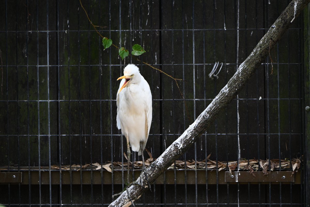 KochicityZoo's tweet image. アマサギが新しく仲間入り。右翼の開放骨折で保護された個体で野生復帰は困難ですが、処置後元気になったためバードハウスで飼育することになりました。
今はまだ白っぽいですが、夏羽のオレンジ色が楽しみです。
#和の森わんぱーくこうちアニマルランド