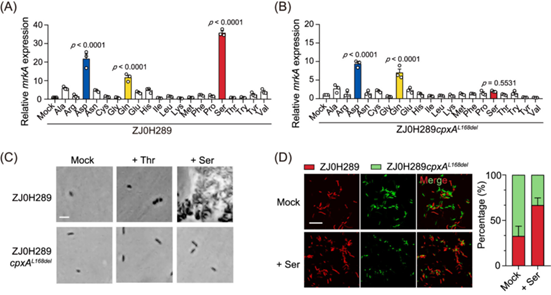 Amino acids are major nutrients as well as abundant food digestion products in the gut. Therefore, amino acid sensing could be a strategy for K. pneumoniaeto monitor the nutritious intestinal environment and initiate colonization.