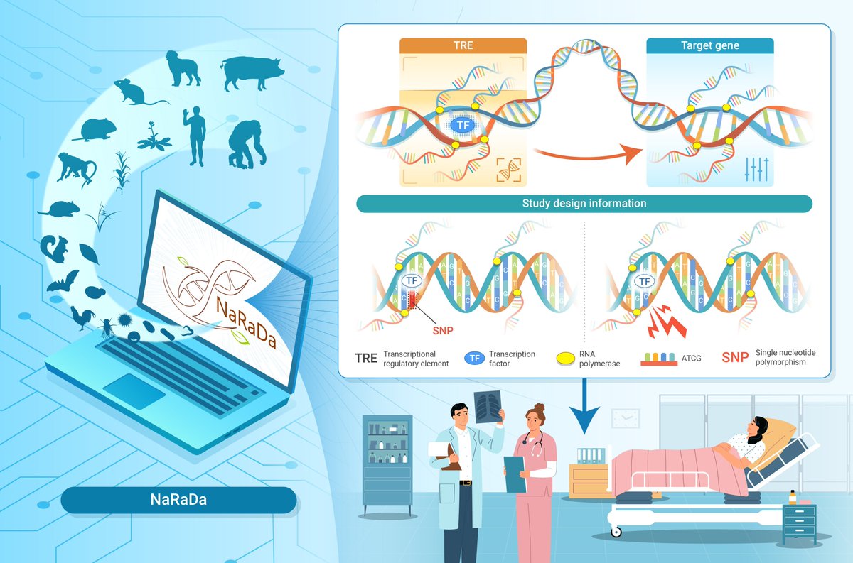 The_InnovationJ's tweet image. New in The Innovation Life! NaRaDa: A comprehensive nascent RNA database.
Mai et al. developed the Nascent RNA database (NaRaDa, narada.bio), which compiles and categorizes 3,664 global or precision run-on sequencing (GRO/PRO-seq) datasets from 415 studies across 22…