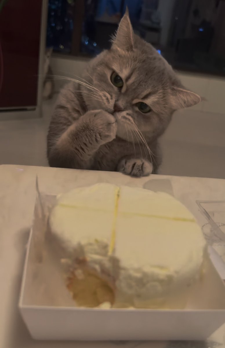Meow Central tweet media
