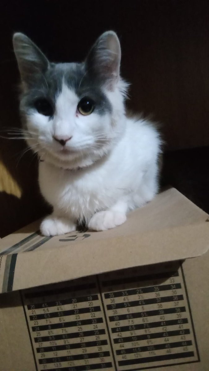 francoredu74036's tweet image. El que haga un meme con mi gato se gana un like porque estoy aburrido fff