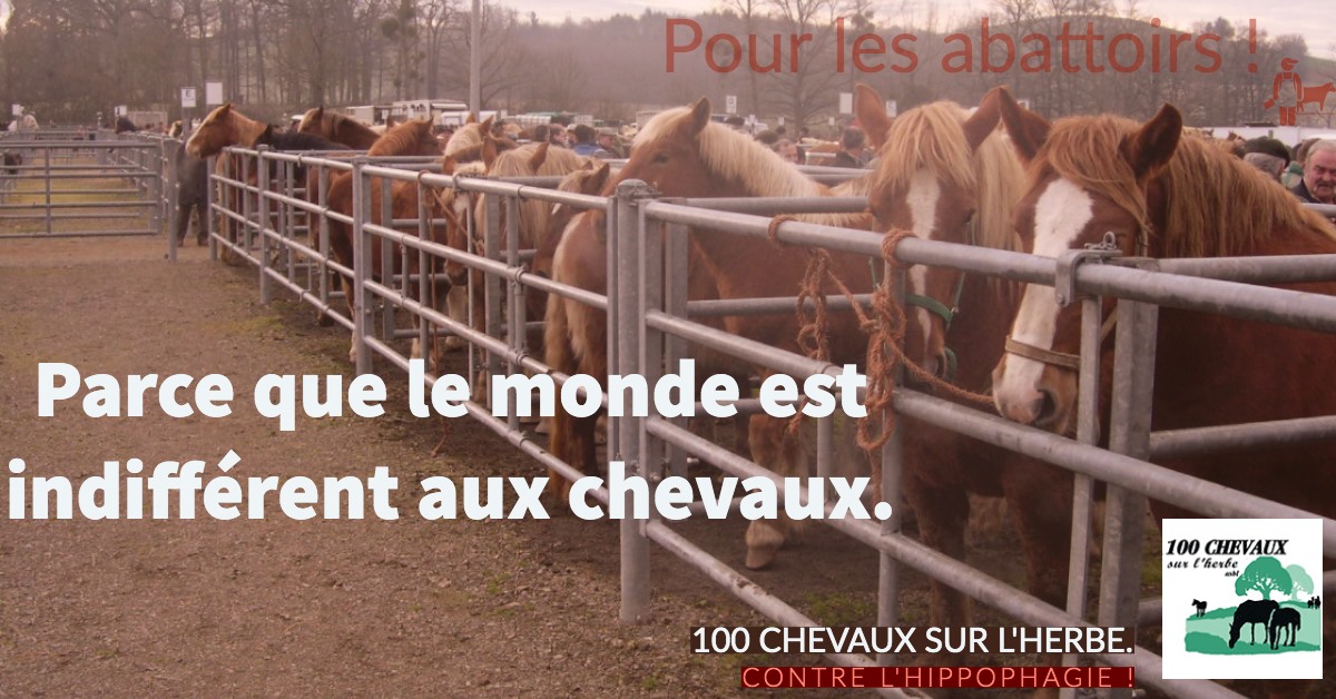 100CHEVAUXSURLH's tweet image. 💔 En Belgique, 500 chevaux sont abattus chaque mois.
Parce que leur vie ne vaut plus qu’un morceau de viande.
À 100 CHEVAUX SUR L’HERBE, nous leur rendons la vie.
Rejoignez le combat : 100chevaux.org
#100ChevauxSurLHerbe #SauvonsLesChevaux #StopAbattoirs #CauseAnimale