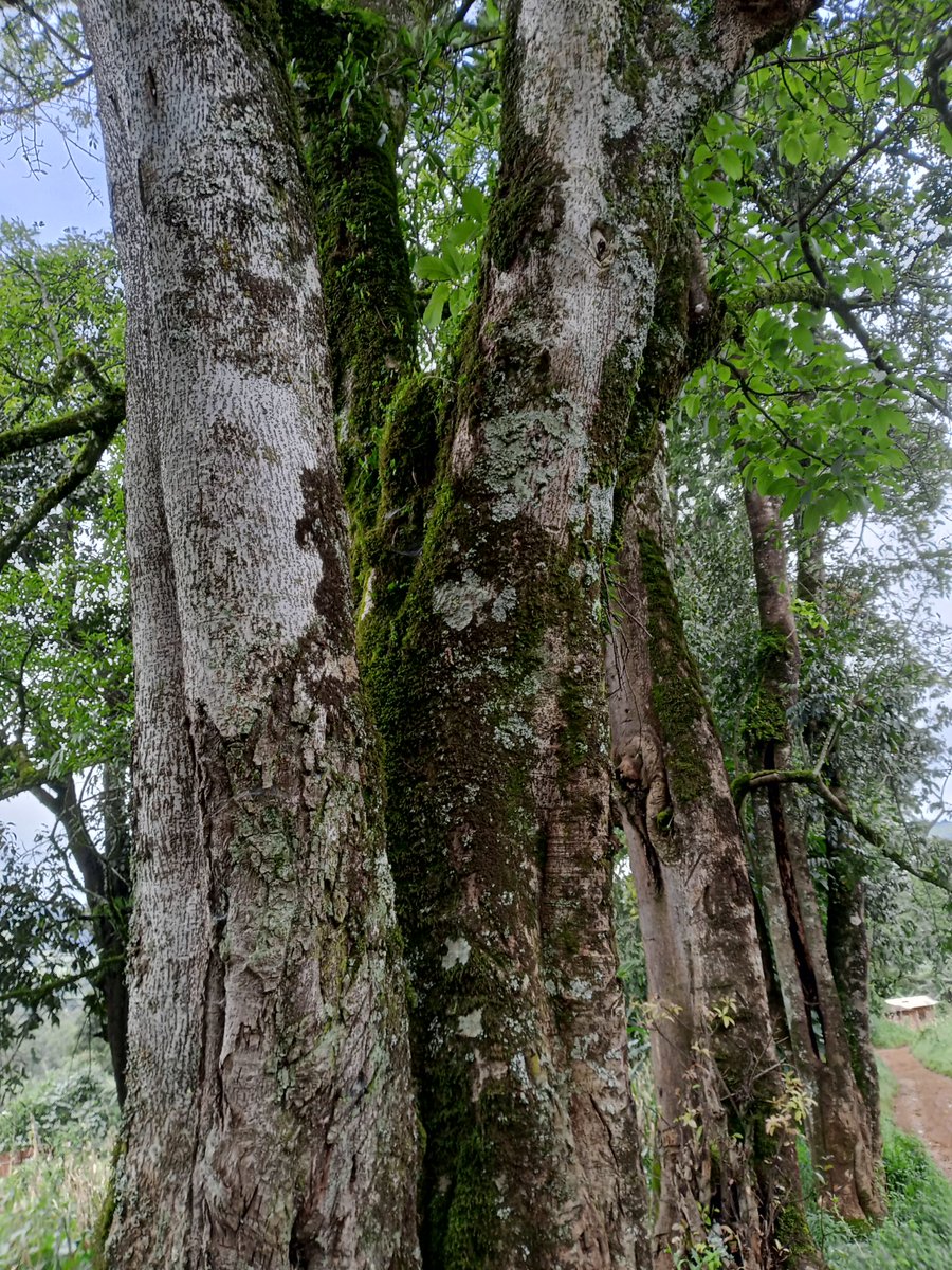"In our pursuit of success, let’s not forget: the greatest legacy we can leave is a planet that thrives for generations to come. 🌳🌏 #FutureGenerations"