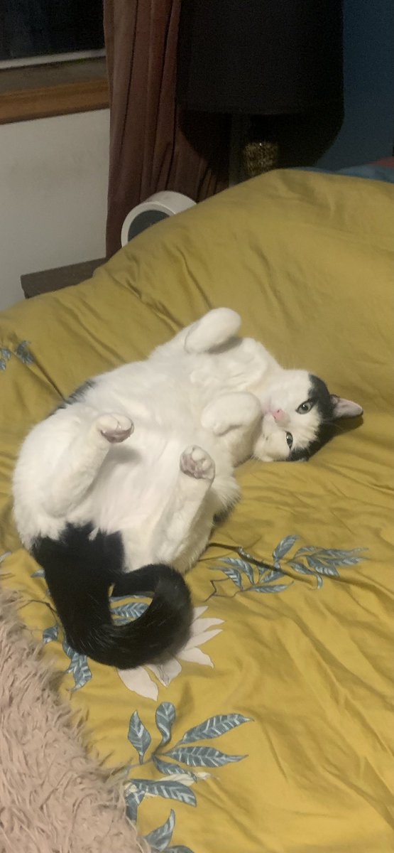 ButttttJuice's tweet photo. @falseroxy Giblet was adopted on Thanksgiving. https://t.co/bXUWxrOZpT
