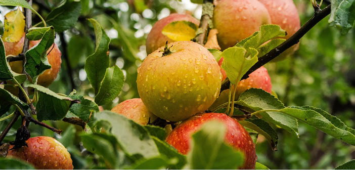 ACTHortNews's tweet image. Largest ever UK apple and pear tree census and storage survey indicates ‘pivotal moment’
Read more via #HortNews >> hortnews.com/articles/horti…
@GBApples #BritishApples