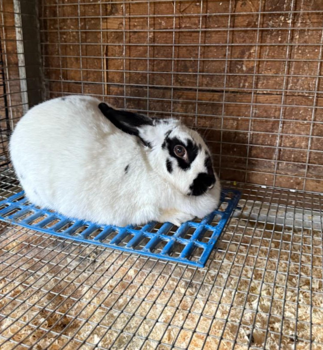 One Cage, Four Roles.

1. Produces meat

2. Provides manure

3. Hosts a breeding female

4. Teaches sustainability
Each cage is a micro-economy.
Expand the number, expand the impact.
#AgriHopper #RabbitFarmingSimplified