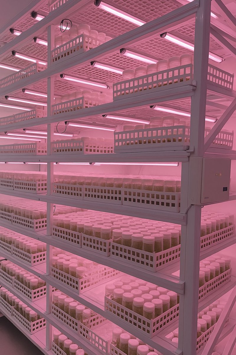 NexselT's tweet image. Nexsel Tissue Culture Grow Lights
🌱 120M+ plants | 🌈 10+ spectrums
🏢 3 models | 🧬 100+ varieties
⚡ 60% energy savings

Grow smarter. Save power. 💡🌿
#NexselTech #TissueCulture #GrowLights #LEDForLabs