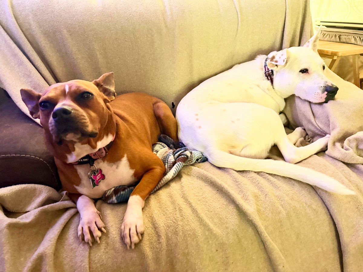 MrsSHTF_NH's tweet photo. Jett & Sonny๐๐ถ๐ #waitingfortheweekendlike #petsbringustogether #weeklyfluff #love #chewy #dogoftheday #thebestisyettocome #pocketpittie #pitbullmix #pitbulls https://t.co/2Bik9KVv86