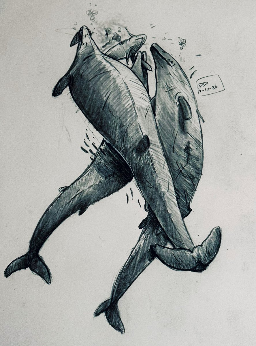 astrapionte's tweet image. A sketch of a bachelor pod of young Basilosaurus cetoides feeding on some poor sharky.
….
#paleoart #whale #eocene #art