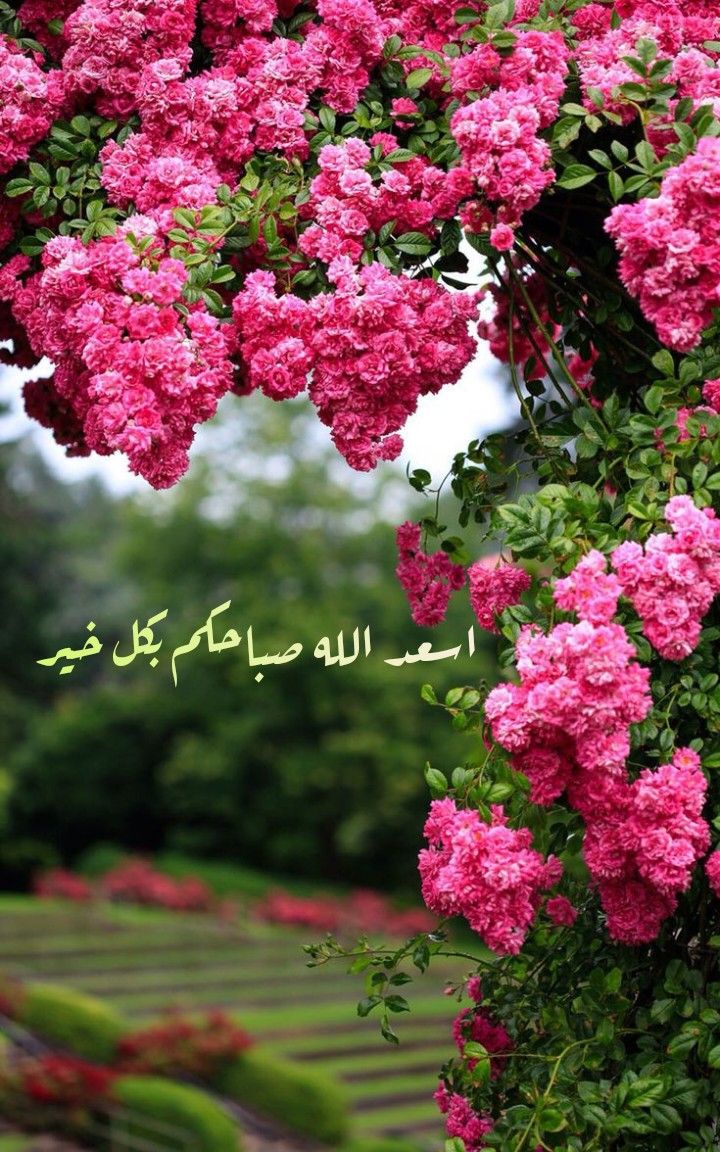 #صباح الخير والسعاده
#سبحان__الله_وبحمده سبحان الله العظيم