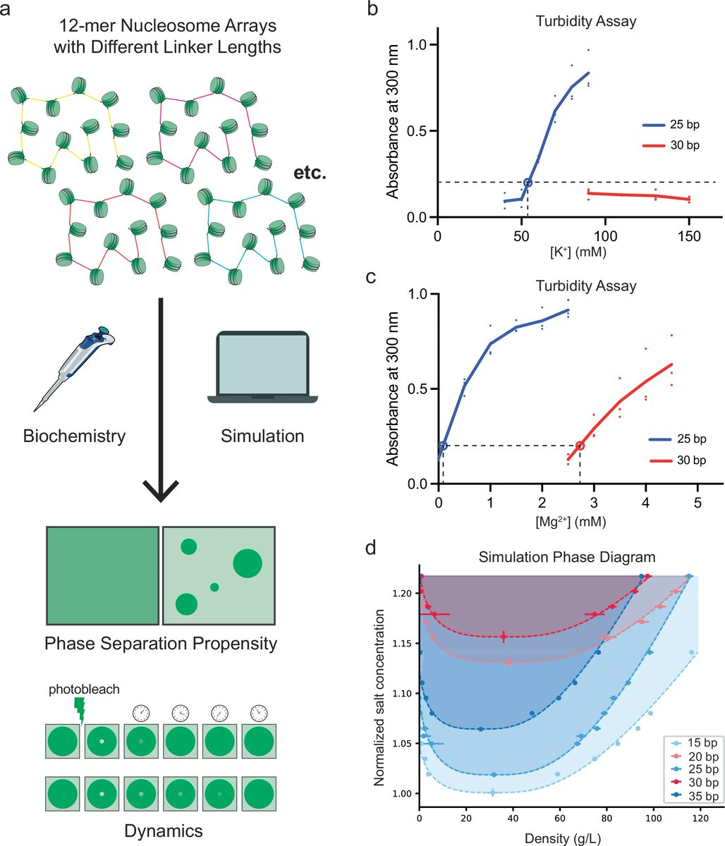 EpigenomeTech's tweet image. Epigenetics Update - Nucleosome spacing can fine-tune higher-order chromatin assembly go.nature.com/4eEQltw
Rosana Collepardo-Guevara and Michael K. Rosen reporting in Nat Commun
#Epigenetics #Chromatin
---
Discover the breakthrough at epigenometech.com