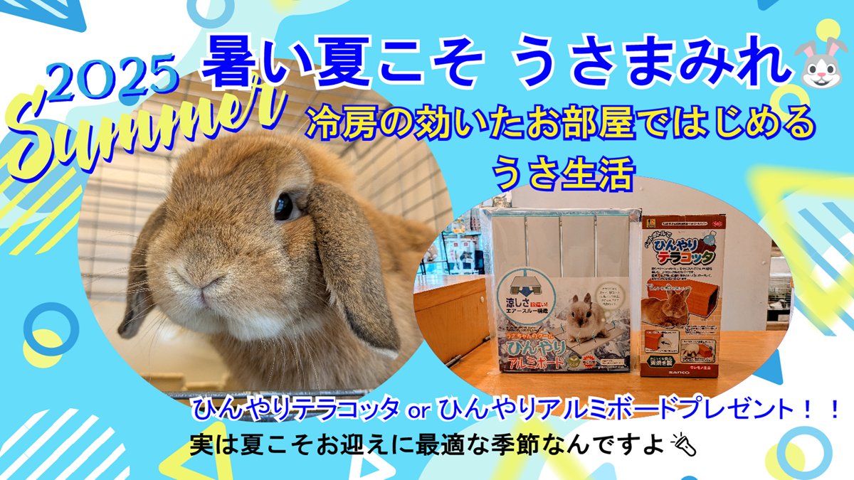 RabbitLink2's tweet image. /
暑い夏こそ「うさまみれ🐰」2025夏キャンペーン!
\
あまり知られていませんが、エアコンを入れっぱなしになる夏こそお迎え最適シーズンなんですよ😄
夏のキャンペーンを明日よりスタート⛵…