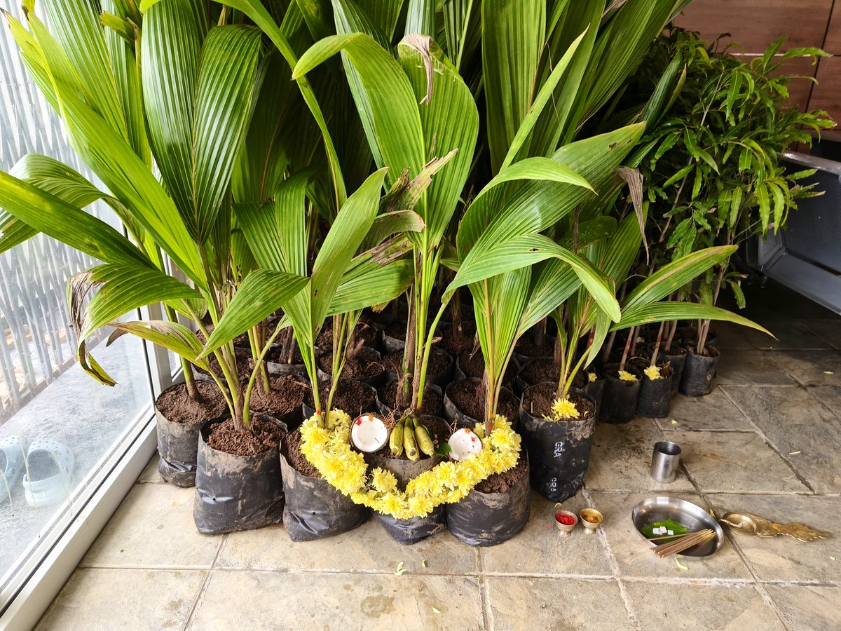 NayanaJhawar's tweet image. ಗುರು ಪೌರ್ಣಮಿಯ ಅಂಗವಾಗಿ ಇಂದು ಗುರುವಾರ ಶ್ರೀ ಗುರು ರಾಘವೇಂದ್ರ ರಾಯರ ದಿನದಂದು, ಅವಧೂತ ಶ್ರೀ ವಿನಯ್ ಗುರೂಜಿಯವರ ಮಾರ್ಗದರ್ಶನದಂತೆ ಗಿಡಗಳಿಗೆ ಪೂಜೆ ಮಾಡಿ ಮೂಡಿಗೆರೆಯ ಮಹಿಳೆಯರಿಗೆ ತೆಂಗು ಮತ್ತು ಅಶೋಕ ಗಿಡಗಳನ್ನು ನೀಡಿ ಅರ್ಥಪೂರ್ಣವಾಗಿ ಗುರುವಂದನೆ ಸಲ್ಲಿಸಲಾಯಿತು.

#GuruPurnima #RayaruDarshan #SriRaghavendraSwamy