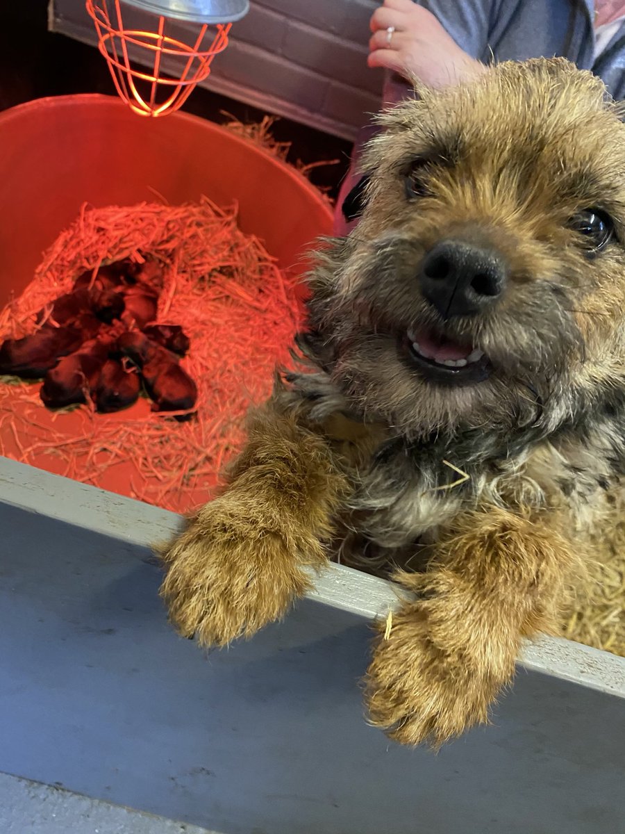 #throwbackthursday #btposse the first time they saw me and my crew…  it was love at first sight 💕💕🐾🐾