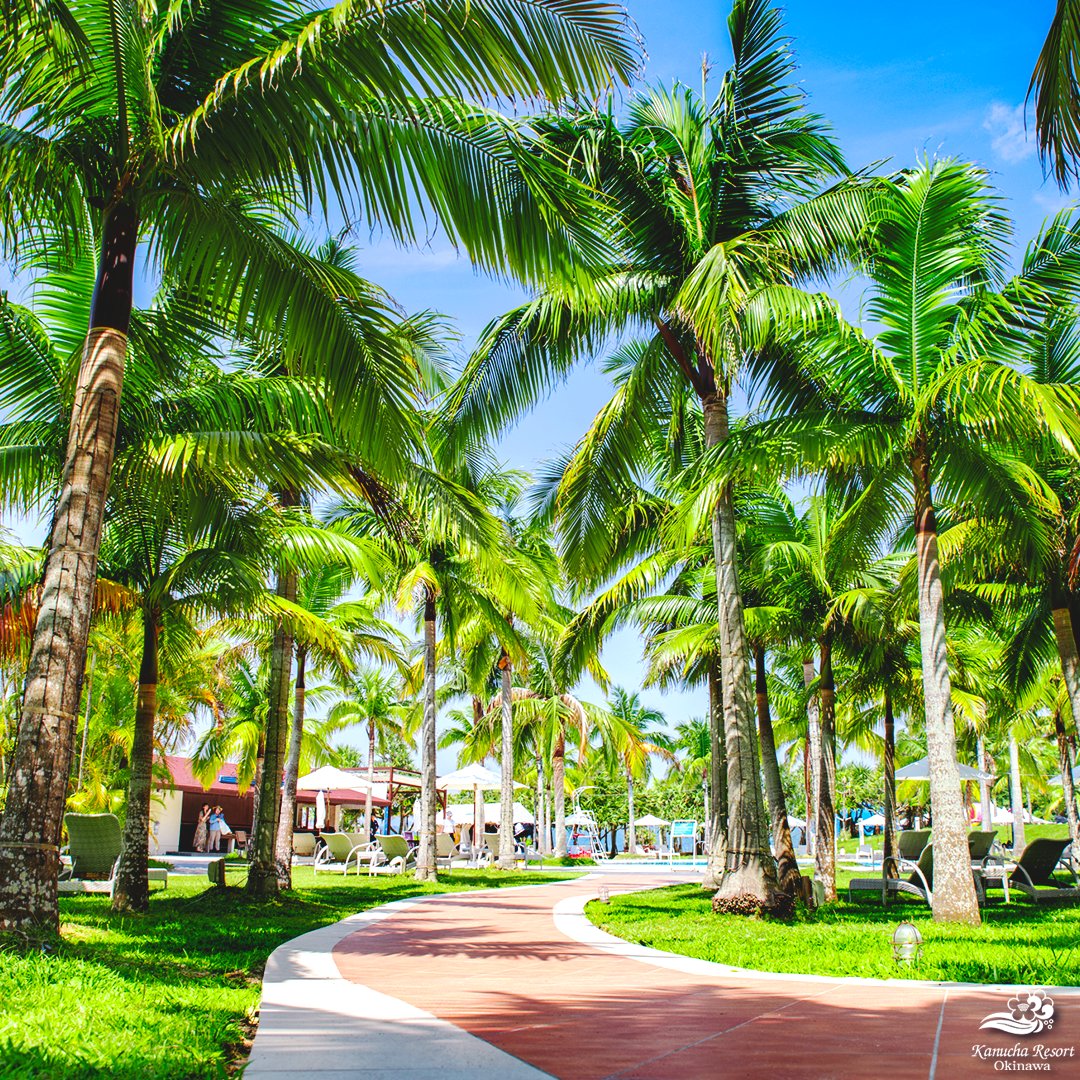 青空の下、たくさんのヤシの木が立ち並ぶカヌチャリゾート。
日常から離れた、自然いっぱいの南国リゾートで、心も体もリフレッシュしてみませんか？

ビーチサイドプール周辺のエリアは、特におすすめのお散歩コース♪
ビーチチェアやハンモックでのんびりと贅沢な時間を過ごすのもいいですね✨️