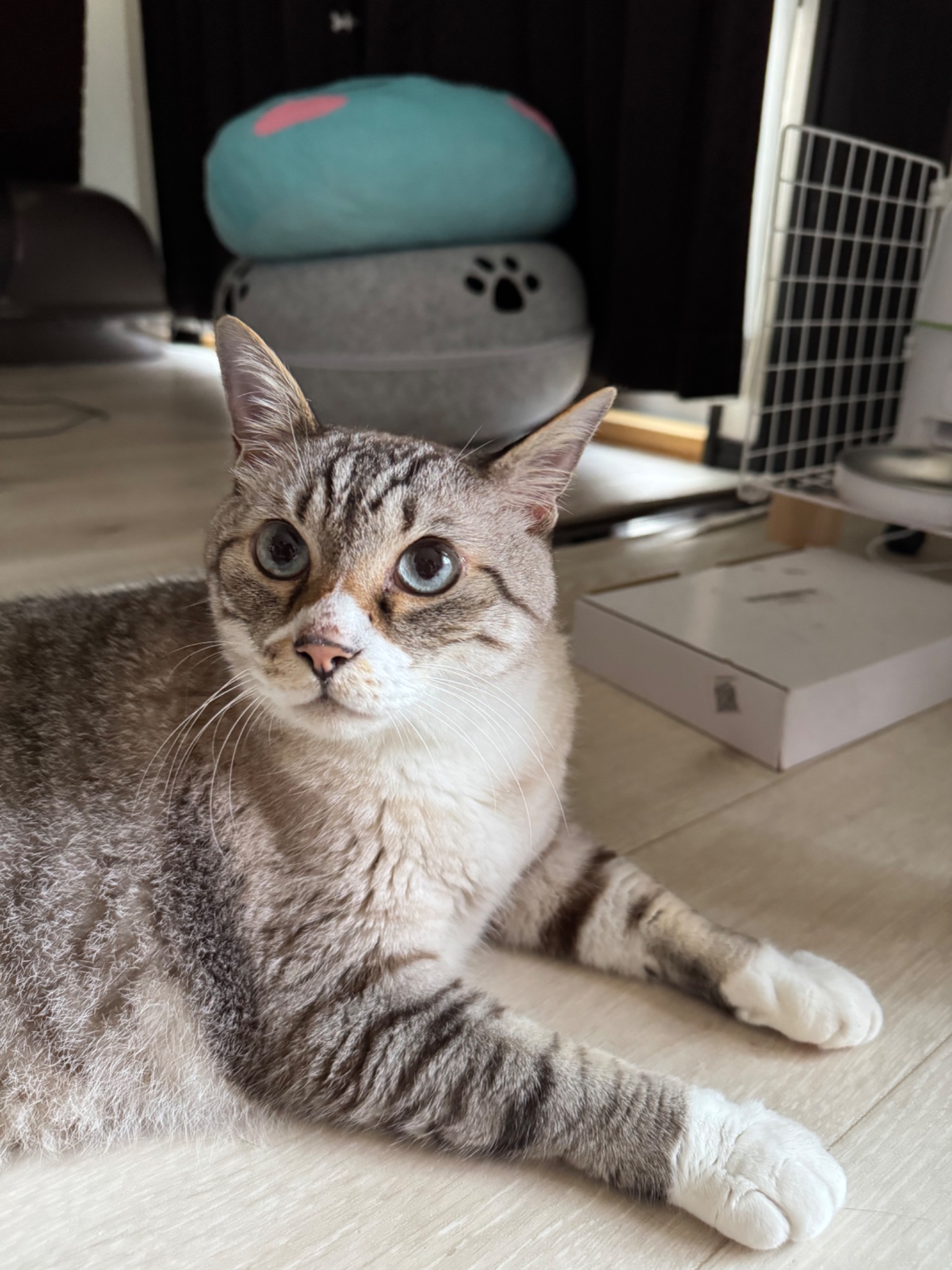 テレフォン猫⭐︎ 通信の猫@ID=AO on X: 