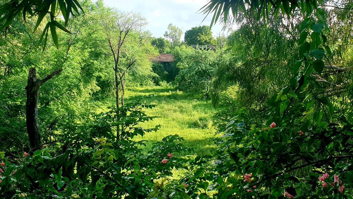 Dear <a href="/AmitShah/">Amit Shah</a> Ji,
Welcome to Jaipur.

While our PM inspires us with “Ek Ped Maa Ke Naam”, over 2,400 trees are being cut in Dol Ka Badh for a Unity Mall.

This is a living forest, home to birds, animals &amp; clean air for Jaipur.

Please intervene &amp; help save Dol Ka Badh.