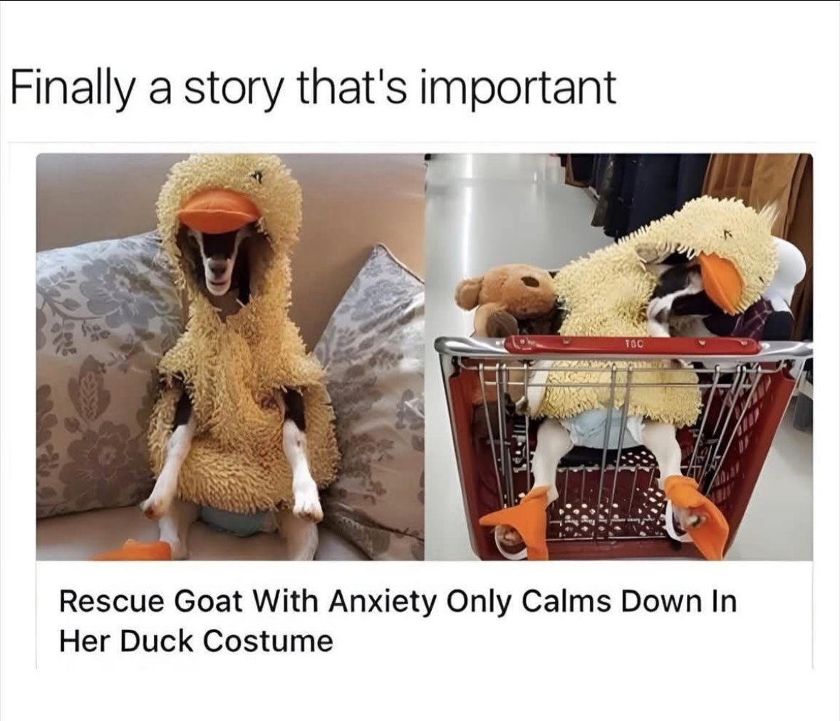 ADHD Memes (@adhdforreal) on Twitter photo 