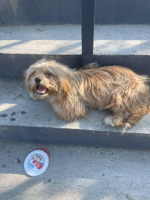 Sokakta kötü bir halde bulduk ve tedavisini elimizden geldiğince yaptırdık ve traş ettirdik vücudundaki hasarlardan ötürü . 
 
Erkek 1-1,5 yaşlarında , kısır değil , cinsini bilmiyoruz. Çok uysal ve sessiz. Kısırlaştırma ve takip şartıyla ömürlük yuva arıyoruz. 

📍ÜMRANİYE