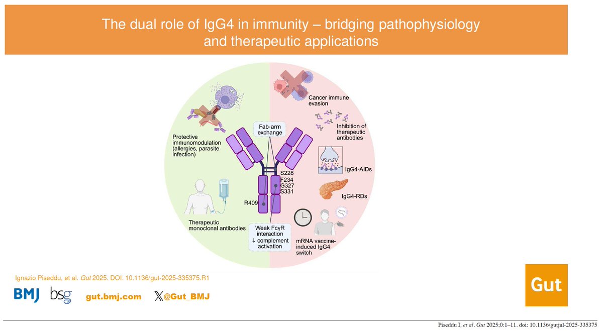 Gut_BMJ's tweet photo. #GUTImages from the #GUTRecentAdvancesInClinicalPractice paper by Piseddu et al on

"The dual role of IgG4 in immunity: bridging pathophysiology and therapeutic applications" via

https://t.co/rUKF2He5eE

#IgG4 https://t.co/S9LFZ2pnsI