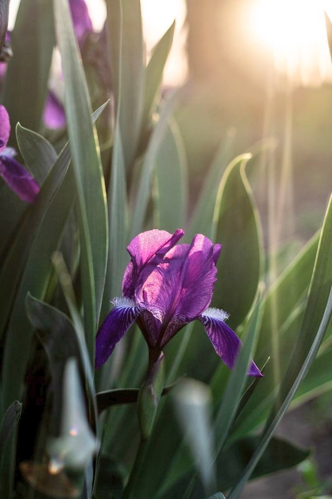 doganM29's tweet image. Mutluluğumun içerisindeki gizli hazinesin.
Sen hayatımda göreceğim görebileceğim mucizenin kendisisin..
Sen kalbimin gerçeğisin
Sevdiğisin...💜
.. Aşkım 💜benim
..
Love
💜
Amor