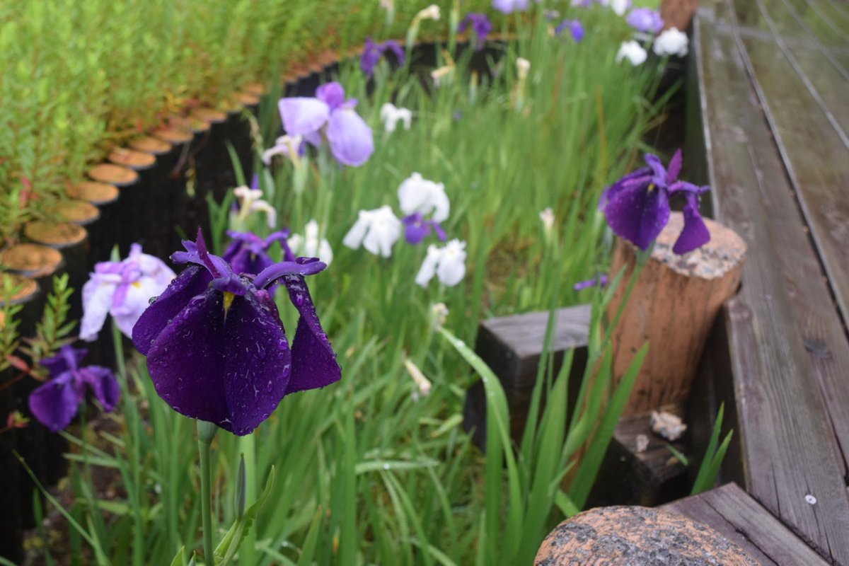 買った車と植物園に。
