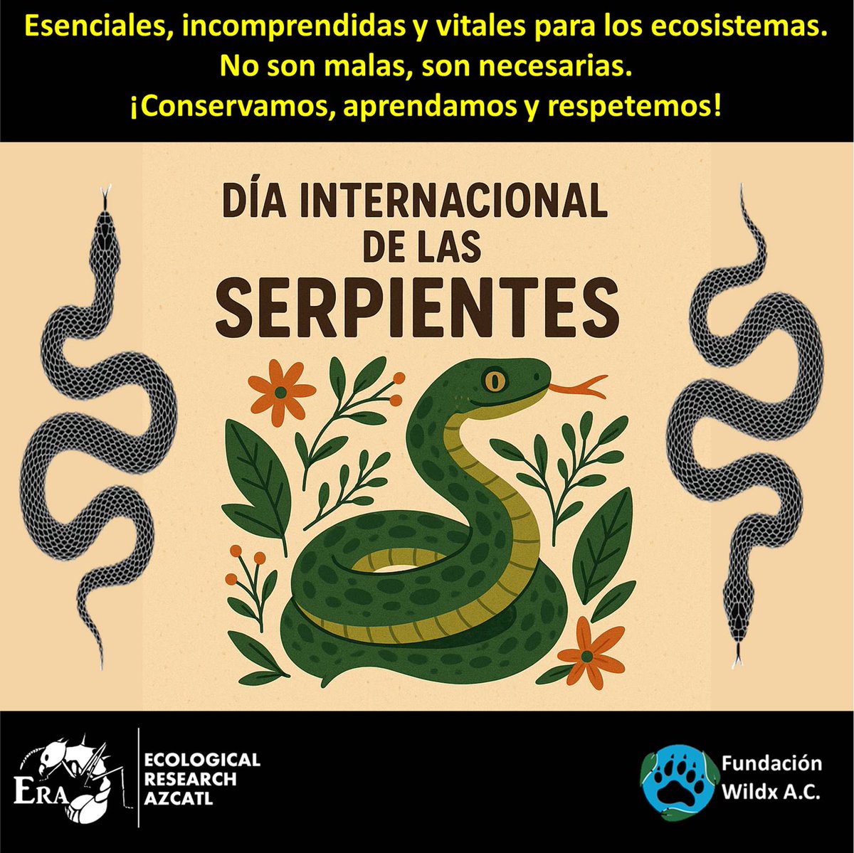 ERA_Azcatl's tweet photo. 🐍 Hoy es el #DíaInternacionalDeLasSerpientes
Criaturas esenciales, incomprendidas y vitales para los ecosistemas.
No son malas, son necesarias.
¡Conservemos, aprendamos y respetemos!
#SnakeDay #Herpetología #Biodiversidad 🌿 https://t.co/jnsV4ErOI4