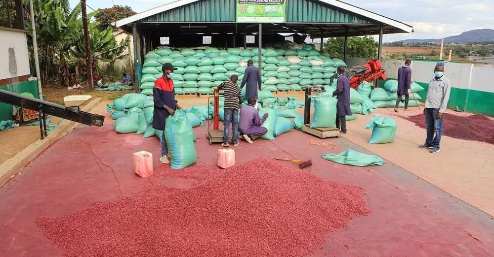 TheAGRF's tweet image. A new @FAO report reveals a game-changing truth: empowering youth in agriculture could transform food security, economic growth, and climate resilience.
At Africa Food Systems Forum (AFS Forum), we're turning this potential into action. By equipping young innovators with skills,…