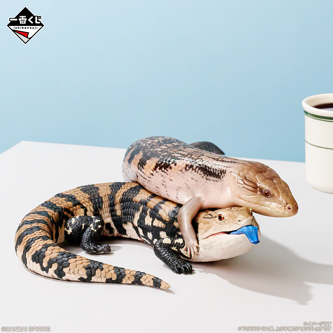 一番くじ 爬虫類&両生類 B賞 フトアゴヒゲトカゲ C賞 ヘルマンリクガメ 一