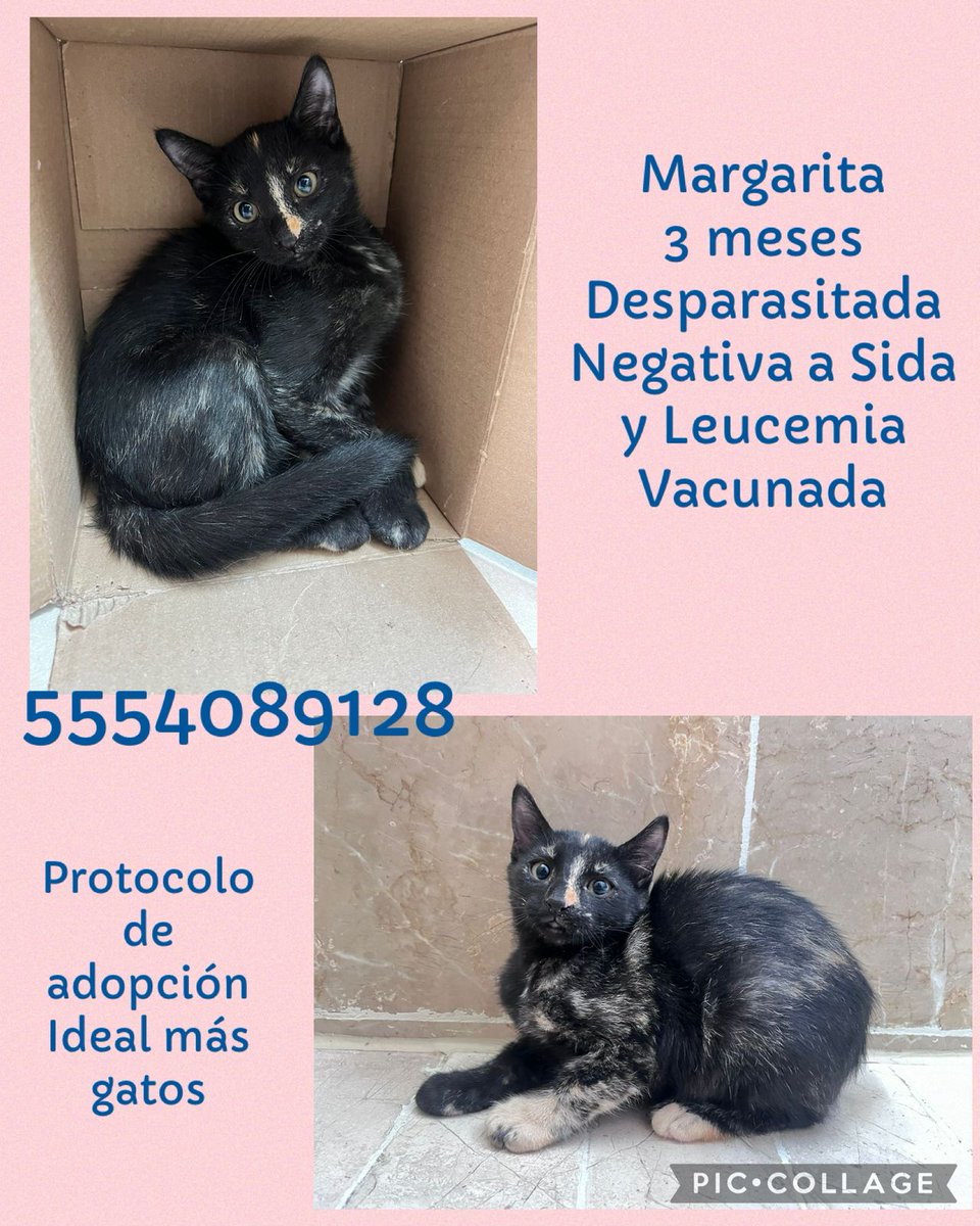 Michi bebé busca hogar, tiene 3 meses y su protocolo de salud completo.

Anímate a adoptar a una bellísima Carey 💖💖