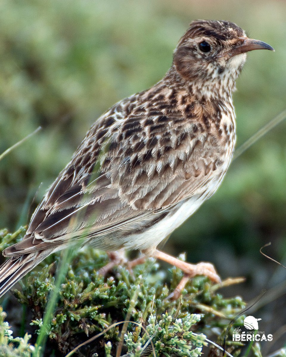 🪶La alondra ricotí canta poco, vuela bajo y se esconde entre los matorrales de la estepa.

Es fácil no verla. Pero más fácil aún es olvidarla.
Y eso la está llevando al borde del silencio.

🧵 Hilo: por qué protegerla es también cuidar la tierra. #Agroestepas #Biodiversidad