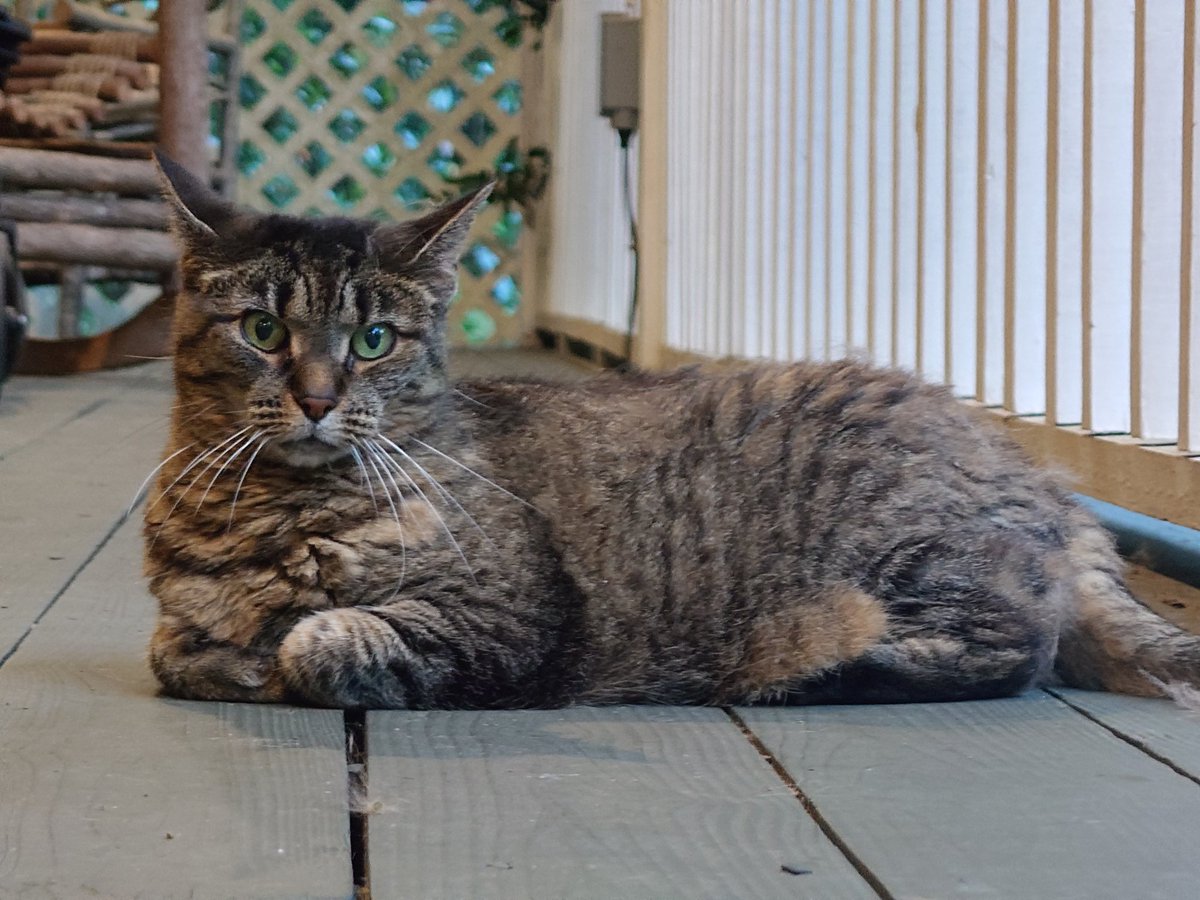 This is Phil. Phil is very cat. Say hi to Phil. 🤗