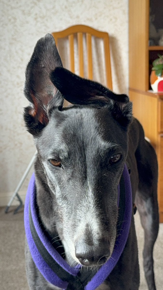 paddythegreyt's tweet image. It’s #NationalTattooDay. I’ve got tattoos too, they were inked into my ears when I was just a pup.
A number. A product. A racer.
They told people where I came from, who I belonged to, and what I was meant to do.
But today, I’m not a number.
Today, I’m showing off how far I’ve…