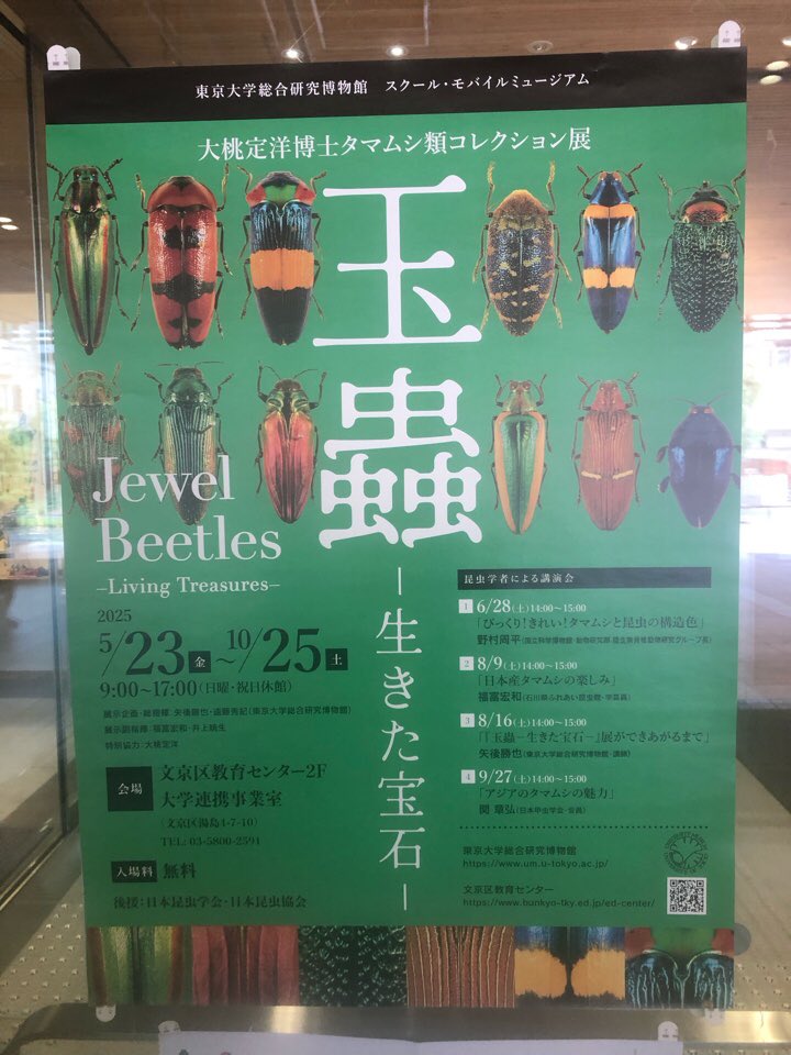 KitadaKoichi's tweet photo. 文京区教育センターにて玉蟲展鑑���。
半分以上は米粒みたいなサイズの標本。米粒サイズでもキラキラ綺麗。
照明の関係で見た様には撮影出来ません。脳に焼き付けるしか無い❗️ https://t.co/8EZbhNBrsv