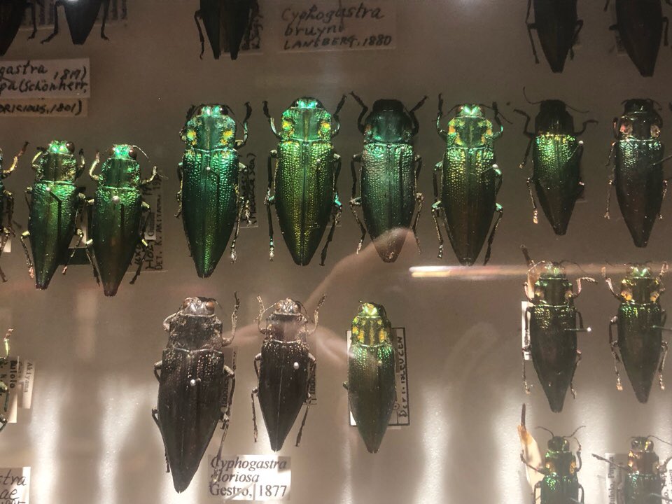 KitadaKoichi's tweet photo. 文京区教育センターにて玉蟲展鑑���。
半分以上は米粒みたいなサイズの標本。米粒サイズでもキラキラ綺麗。
照明の関係で見た様には撮影出来ません。脳に焼き付けるしか無い❗️ https://t.co/8EZbhNBrsv