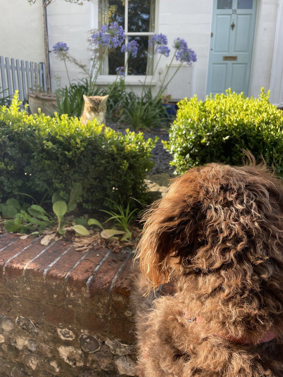 nickfarthing57's tweet image. #justadog and his new found friend! #happythursday everyone