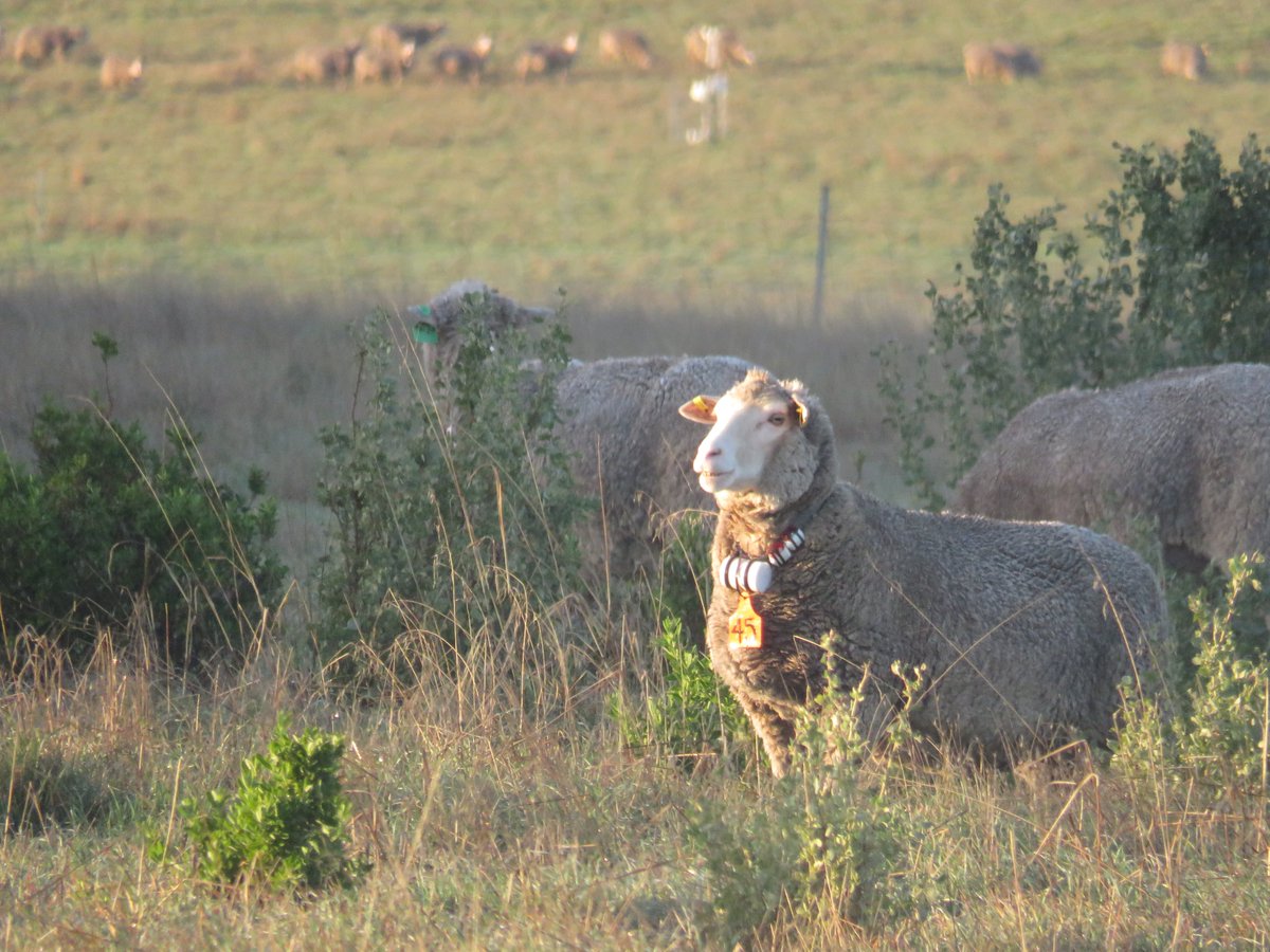 Dr Lea Labeur (@lealabeur) on Twitter photo Lambing has officially kicked off for the Shrub Design & Management Project at <a href="/IOA_UWA/">The UWA Institute of Agriculture</a> Ridgefield farm! 🌿🐑
Will this year’s data confirm the 2024 trend of ewes preferring to lamb in shrubs over open pastures? Stay tuned!
<a href="/shade_shelterAU/">Shade & Shelter research project</a> <a href="/GeorgiaWelsh10/">Georgia Welsh</a> <a href="/MurdochUni/">Murdoch University</a> Lambing has officially kicked off for the Shrub Design & Management Project at <a href="/IOA_UWA/">The UWA Institute of Agriculture</a> Ridgefield farm! 🌿🐑
Will this year’s data confirm the 2024 trend of ewes preferring to lamb in shrubs over open pastures? Stay tuned!
<a href="/shade_shelterAU/">Shade & Shelter research project</a> <a href="/GeorgiaWelsh10/">Georgia Welsh</a> <a href="/MurdochUni/">Murdoch University</a>