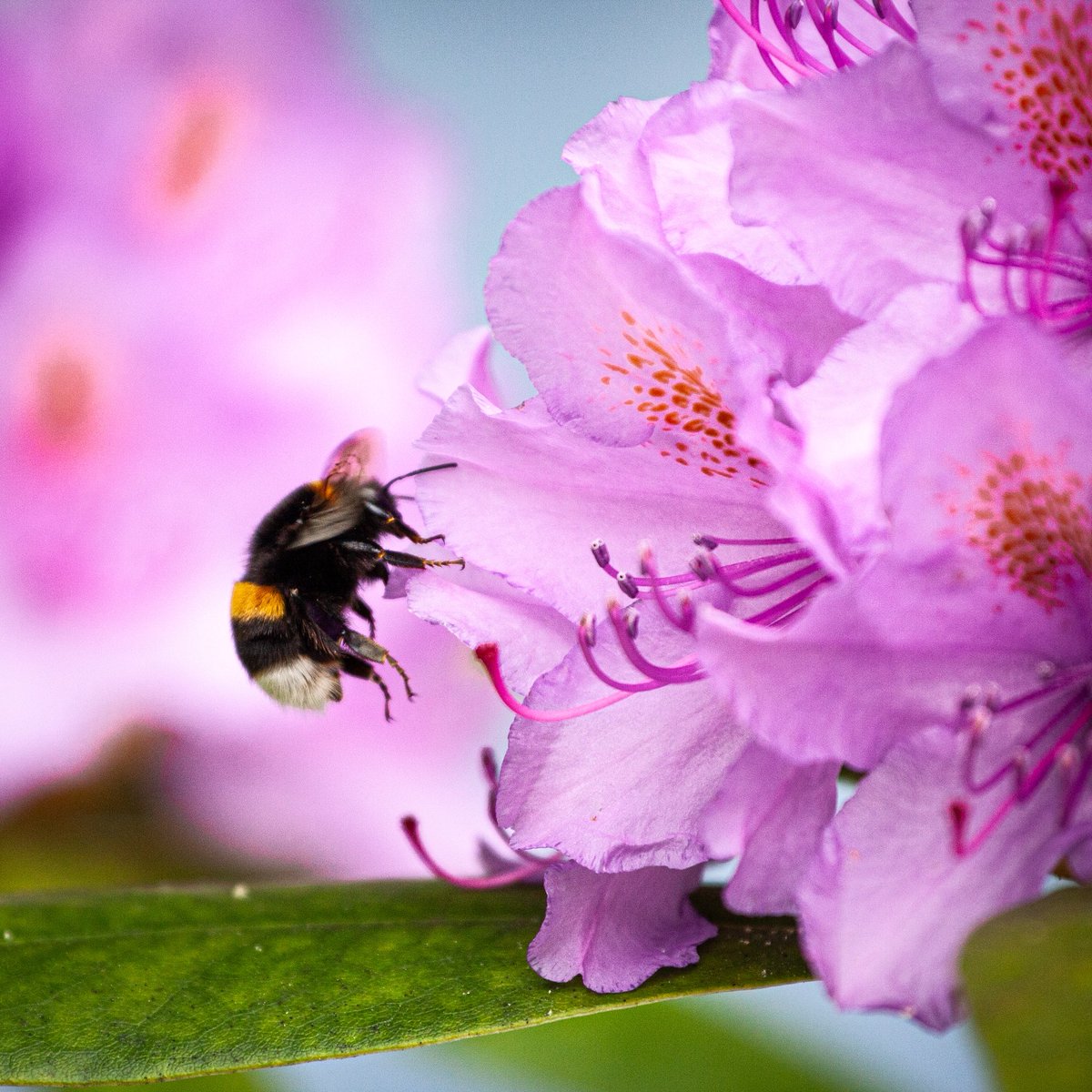Share your photos of insects! 🐞