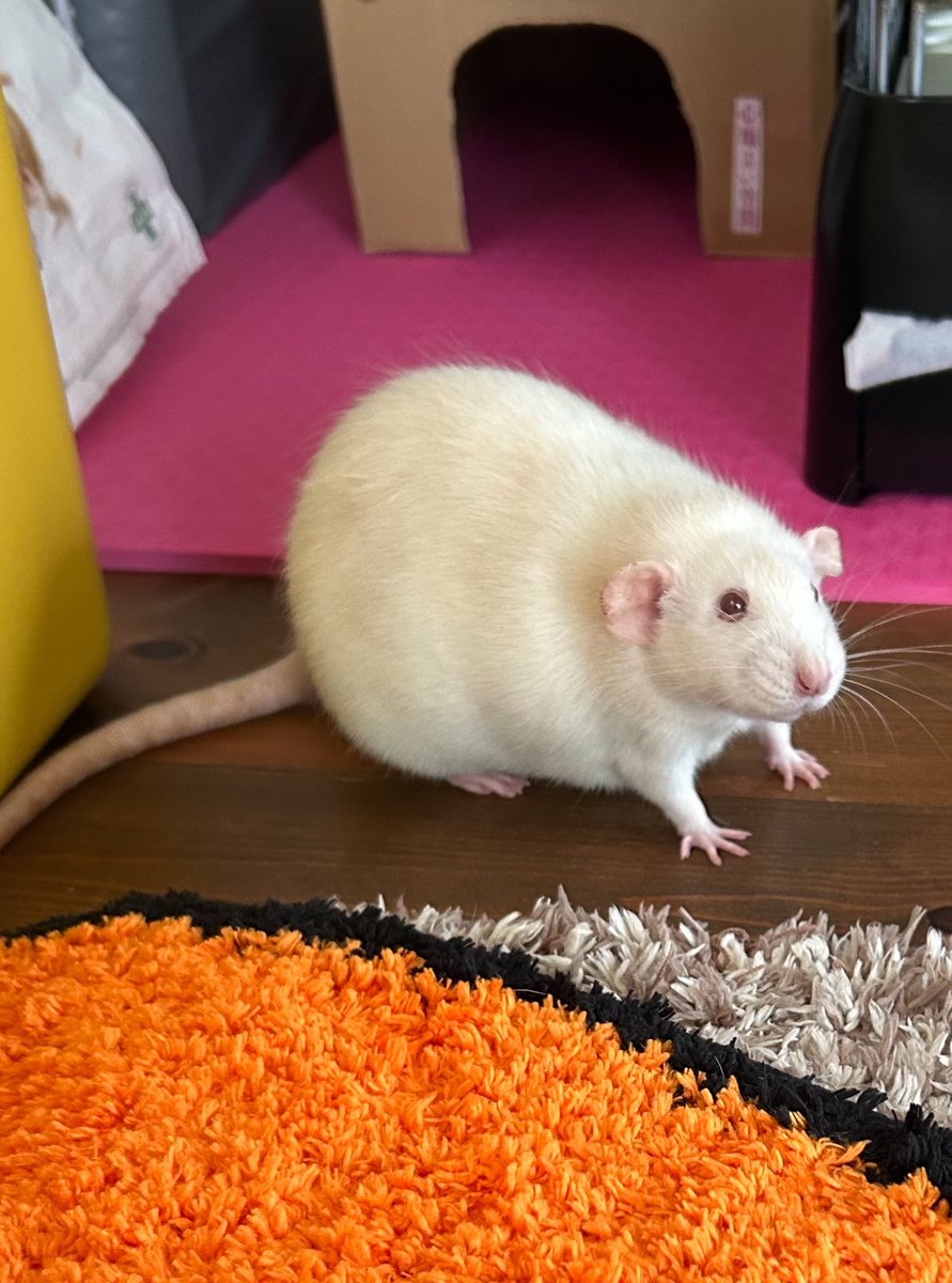 timtam1230's tweet image. お餅でかわいいねえ